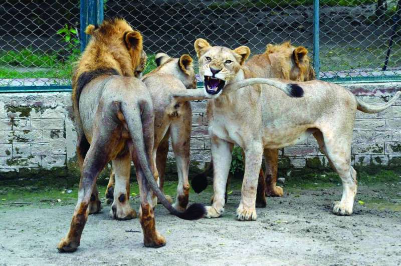 
700 دولار سعراً تقديرياً للأسد الواحد