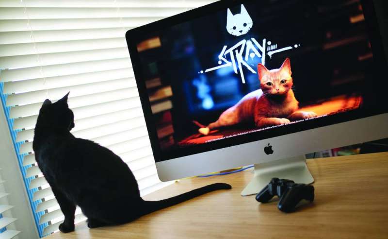 اللعبة أثارت إعجاب القطط