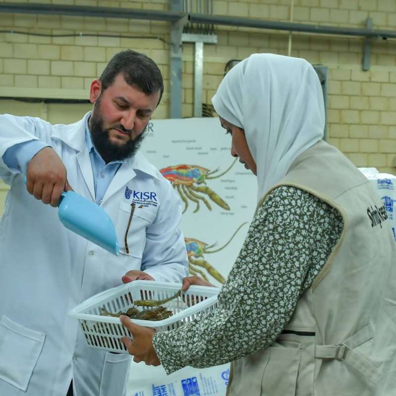 استزراع الروبيان 