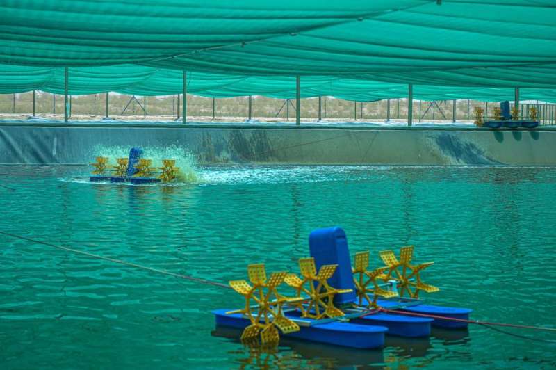 استزراع الروبيان  