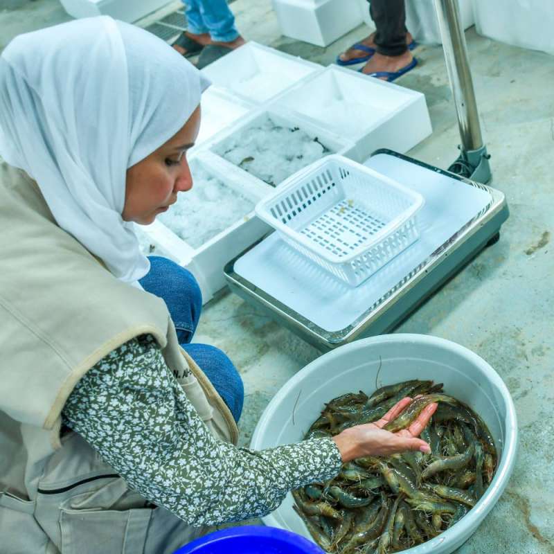 استزراع الروبيان  