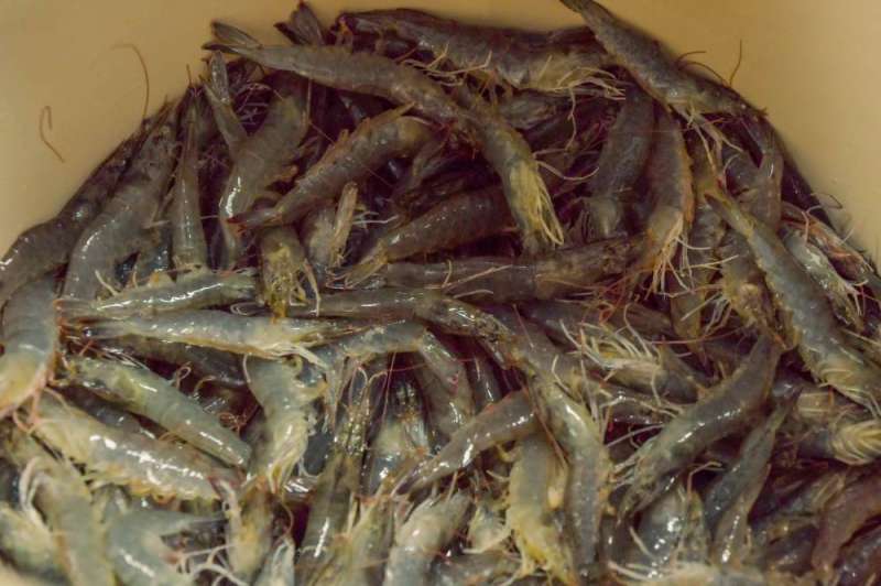 استزراع الروبيان  