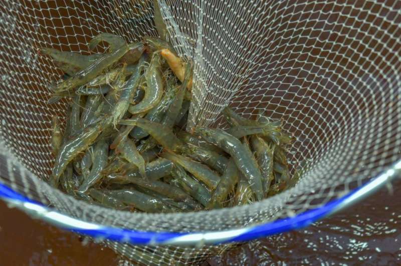 استزراع الروبيان  