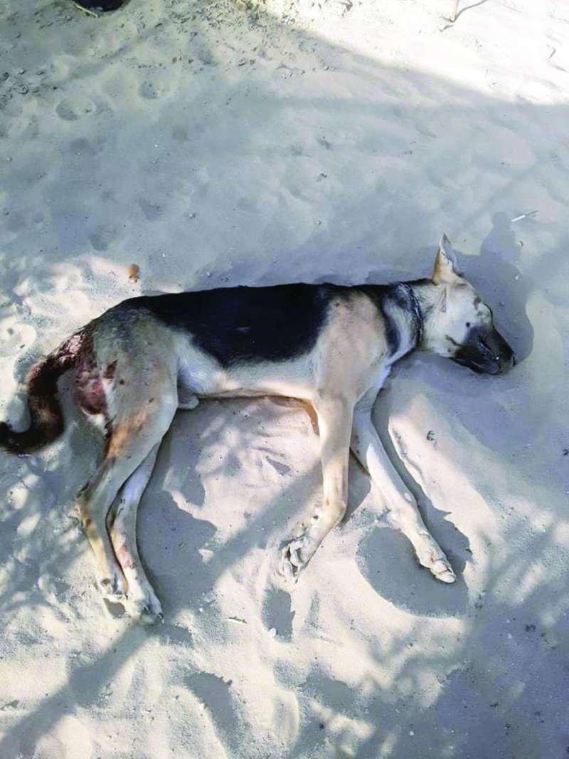 كلب نافق بعد رميه بالشوزن
