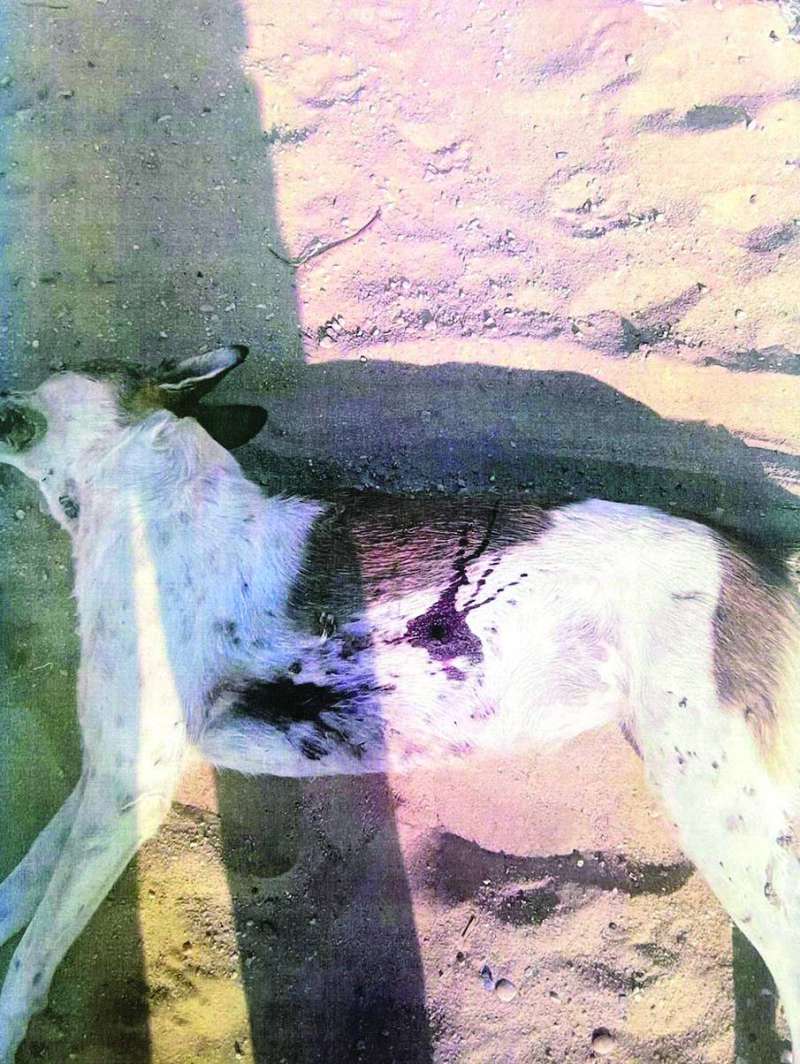 آثار الطلقات
