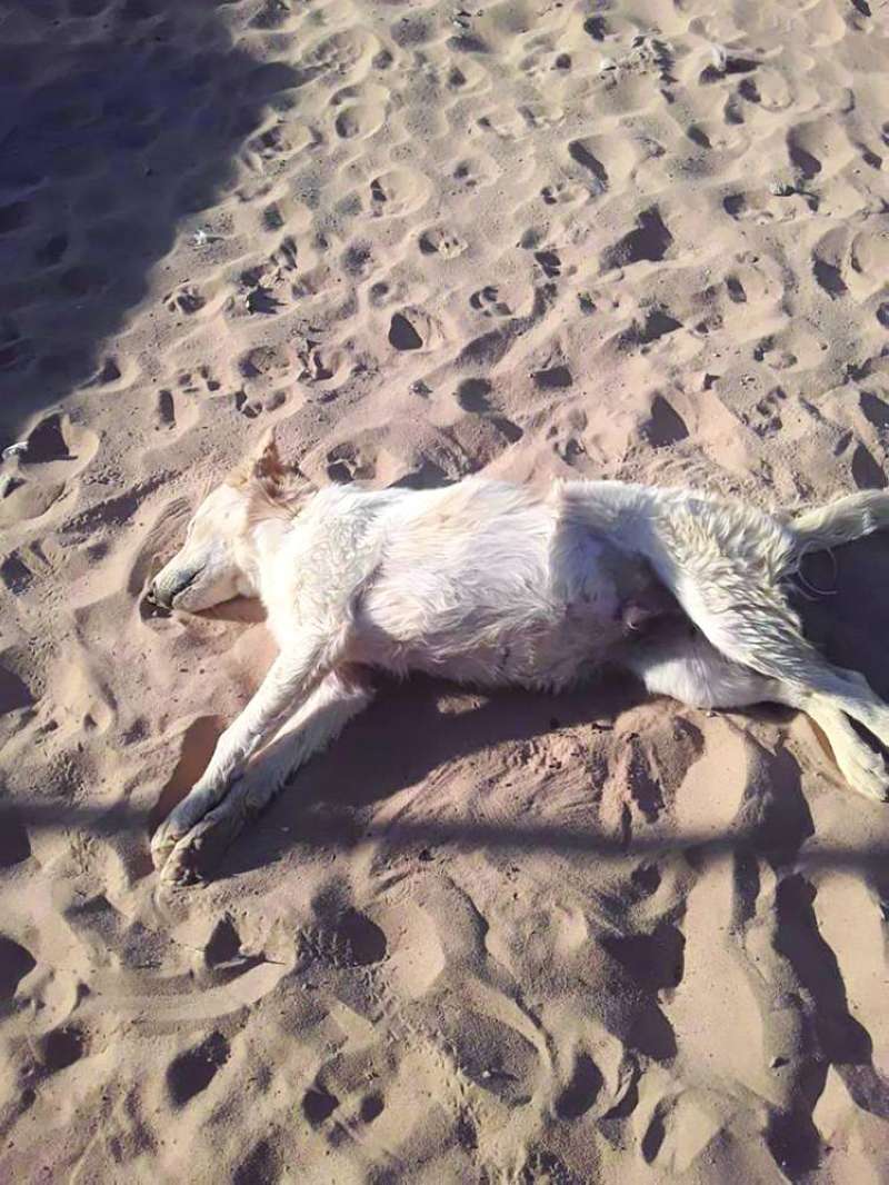 مشهد متكرر في غياب الجهات المعنية
