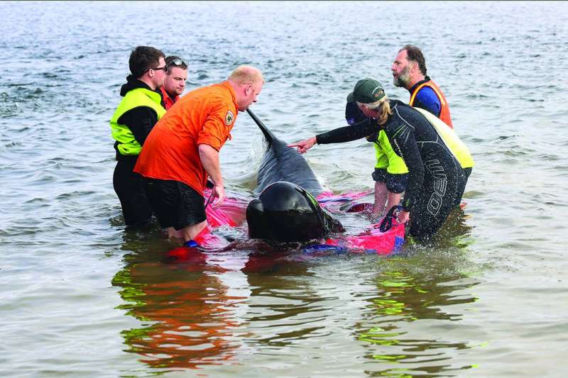 رجال الإنقاذ يتعاملون مع أحد الحيتان العالقة