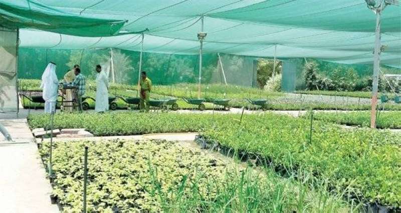 مشتل العمرية