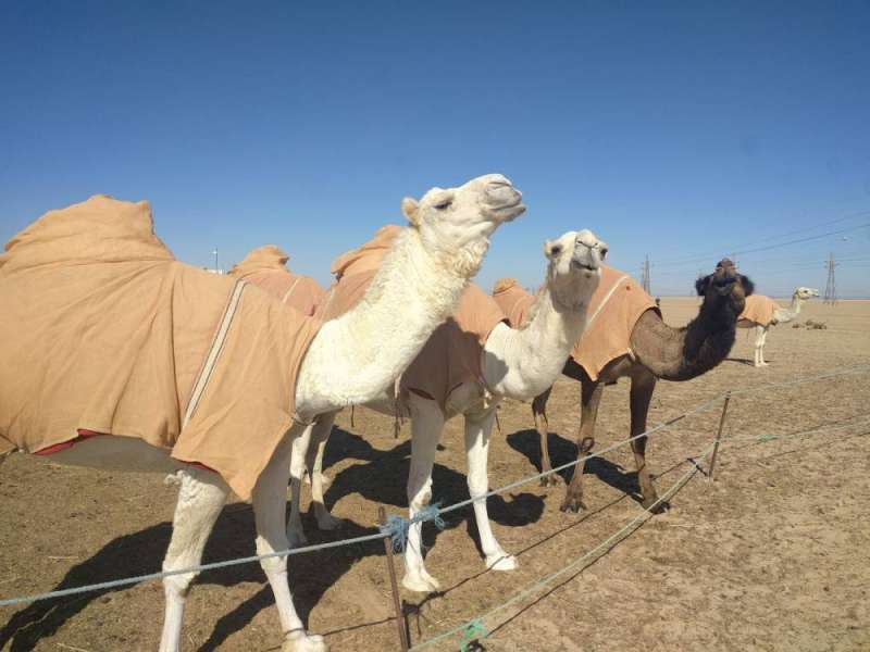 تقييم سلامة وجودة حليب الإبل باستخدام الجيل الثاني لفك تتابعات الحمض النووي
 