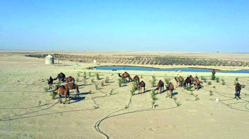 
خطر على الغطاء النباتي
