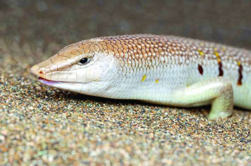 يُطلق عليها الحلكة أو السقنقور