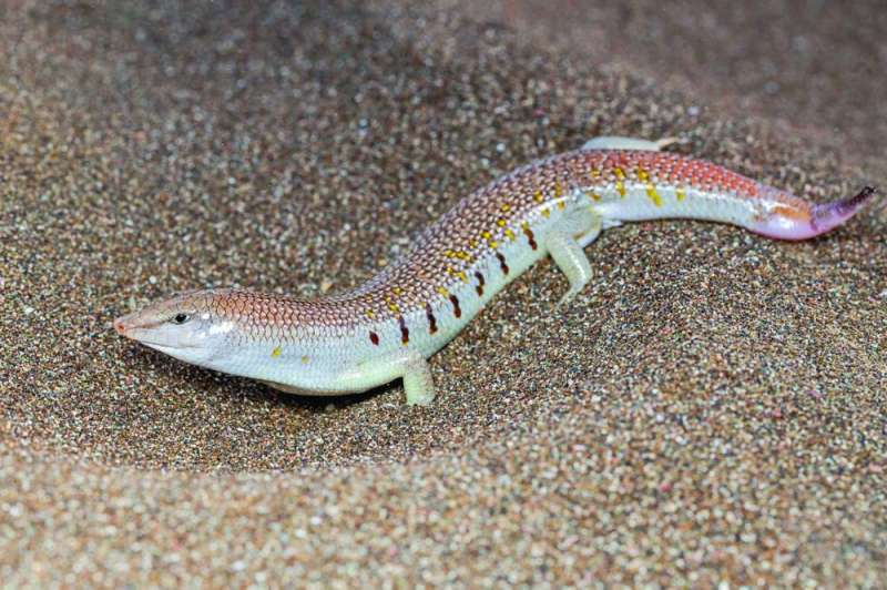 
سمكة الرمال
