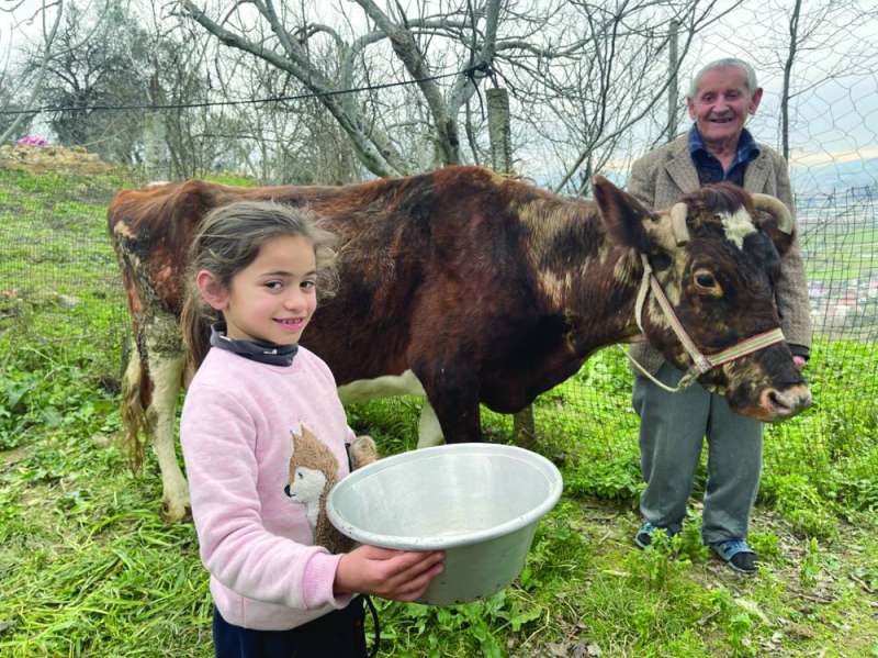 رجل وابنته يستفيدان من مشروع البقرة الحلوب 