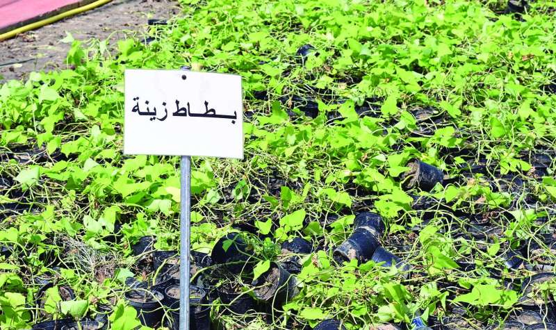 
أحد أنواع النباتات