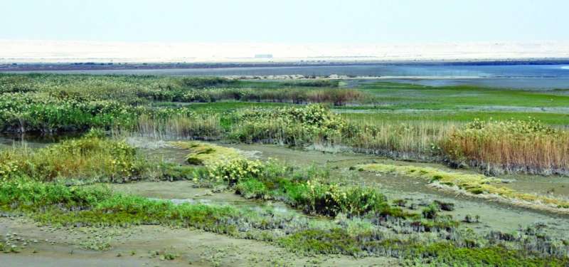  محمية الجهراء تحتوي على بيئات مختلفة