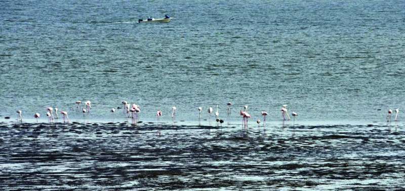 منظر بديع للطيور على شاطئ المحمية	 (تصوير نايف العقلة)
