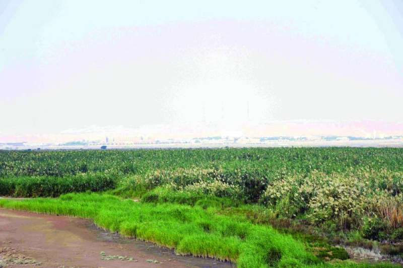 افتتاح محمية الجهراء 