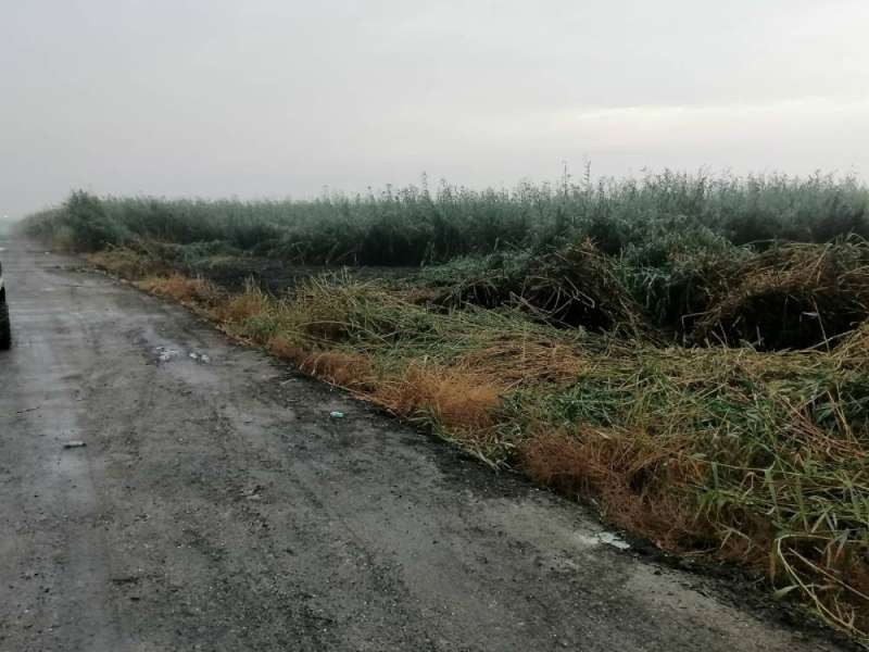 رئة الجهراء.. بخير 
 