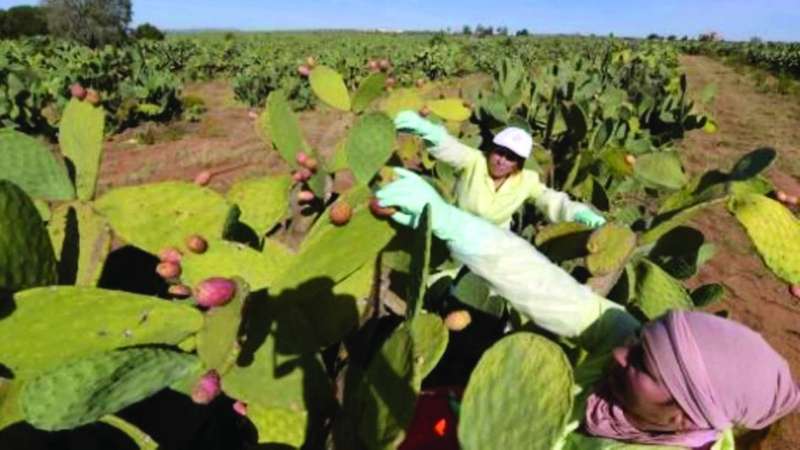 قطف التين الشوكي وسط تونس