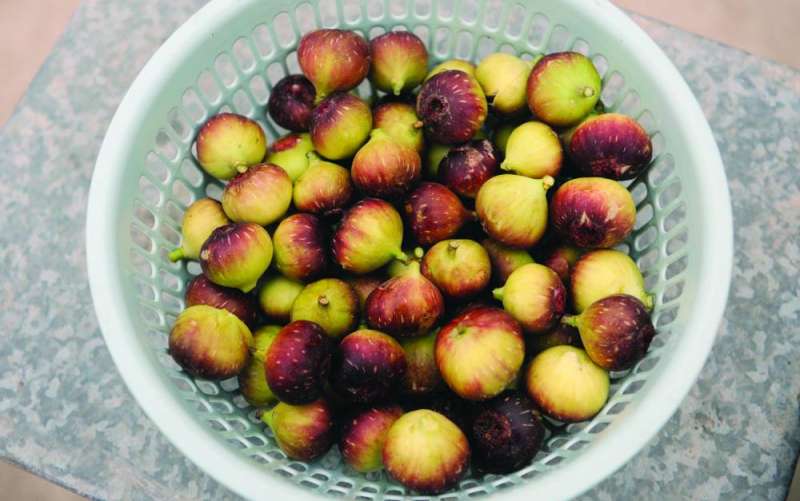 تين «العبدلي» اللذيذ 