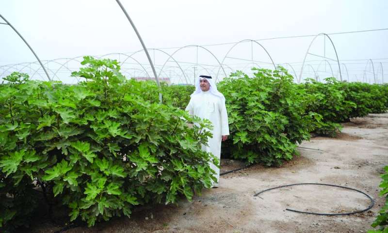 فرج المسافر في محميته الزراعية	 (تصوير سعود سالم) 