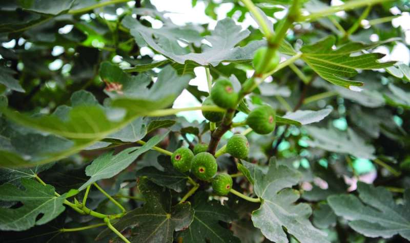 بشائر التين