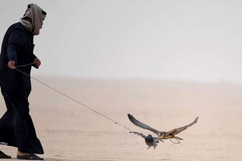 الملواح من الأدوات الهامة التي تساعد الصقار بتدريب الطير للتعرف على الفرائس التي يريدها في رحلة المقناص	