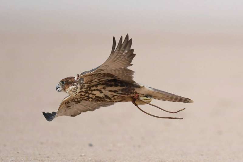 لحظة دعو الصقر للملواح بالاصوات المحببة له