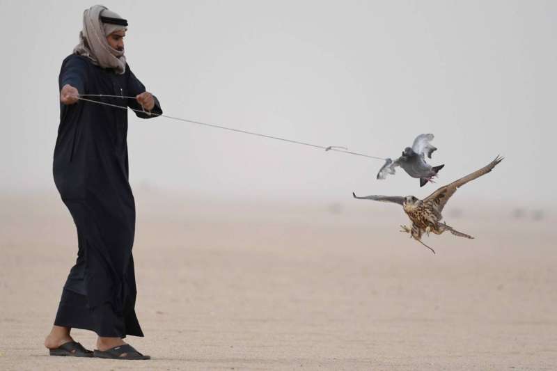 يكرر الصقار عملية التلويح مرات عدة بالهواء لدعوة الطير اليه حتى ينقض على فريسته