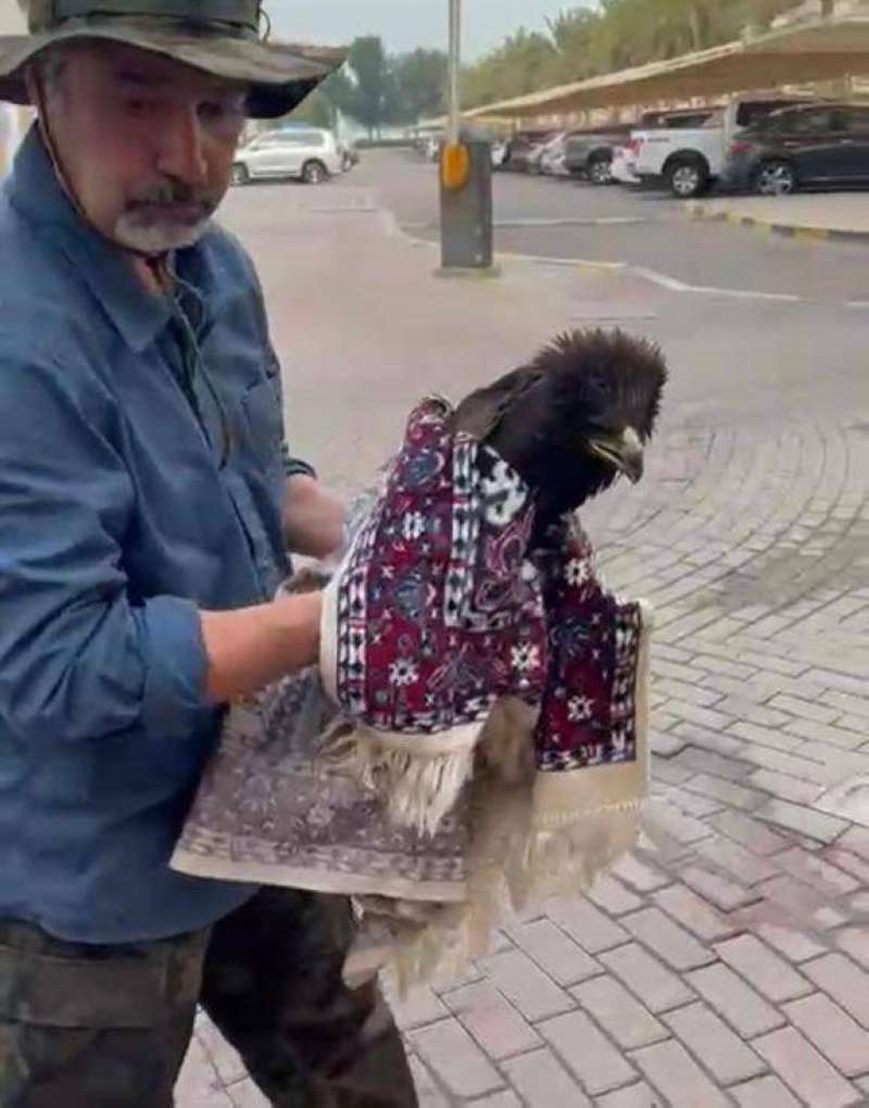 فريق حماية الطيور يطالب بإنشاء مركز لإعادة تأهيلها ومعالجتها
 