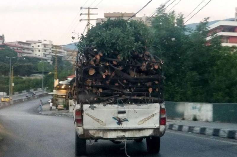 من مظاهر مجازر الغابات للتزود بالحطب