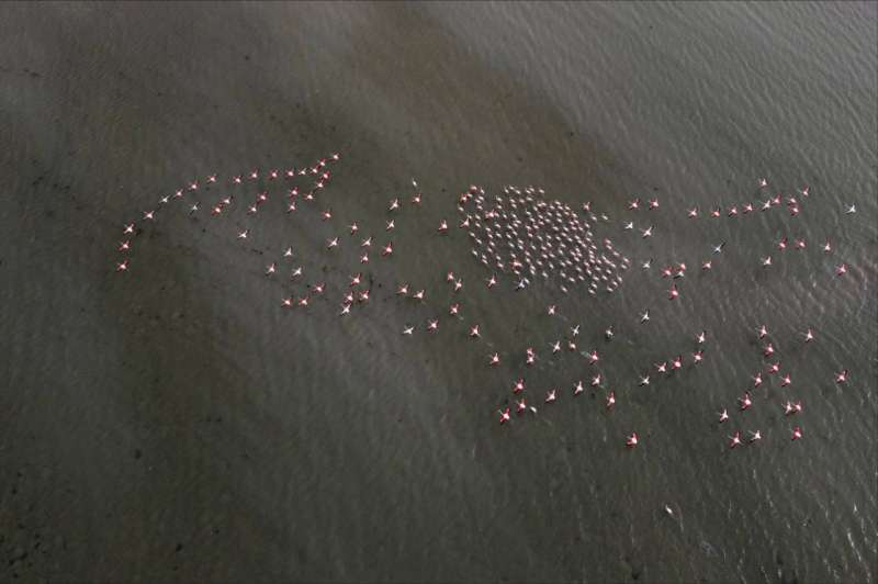 «الفلامنغو» تزين شواطئ الكويت