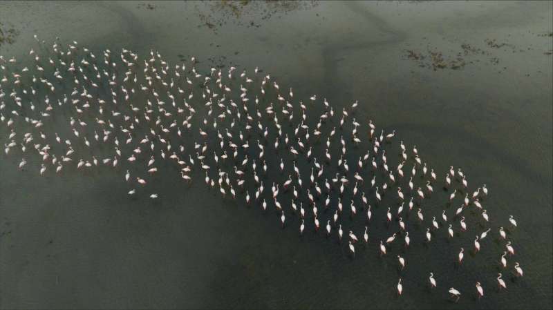 «الفلامنغو» تزين شواطئ الكويت
 