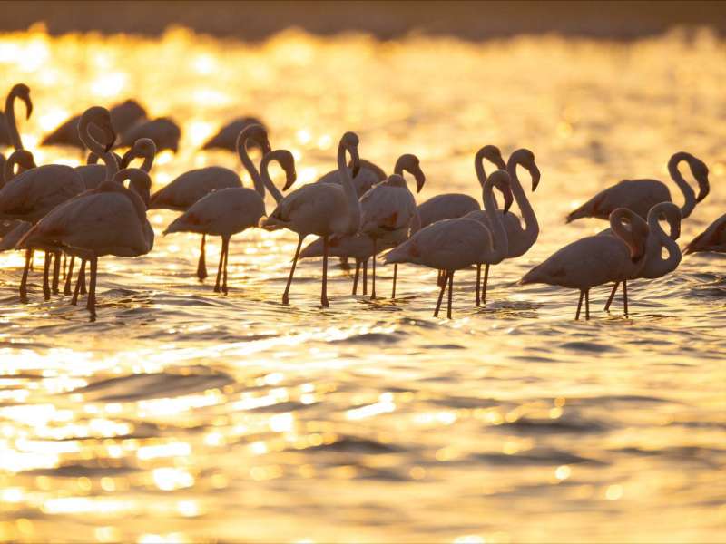 «الفلامنغو» تزين شواطئ الكويت
 