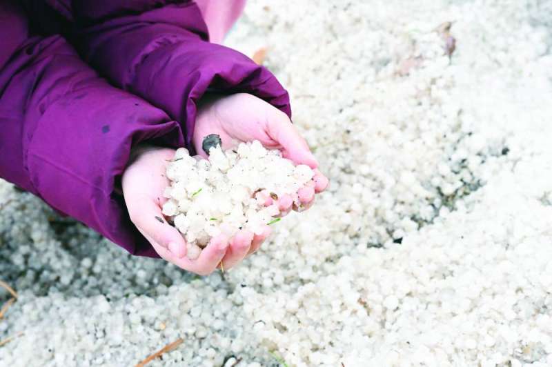 حبات البردي