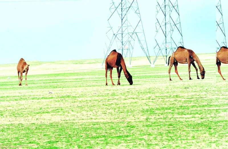 أصحاب الحلال يشتكون من ضيق مساحات الرعي في بر الكويت