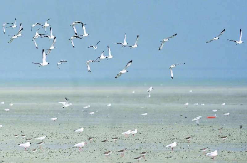 طيور الكويت لوحة بديعة 