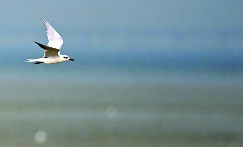 طائر يحلّق منفرداً 	(تصوير أسعد عبدالله)