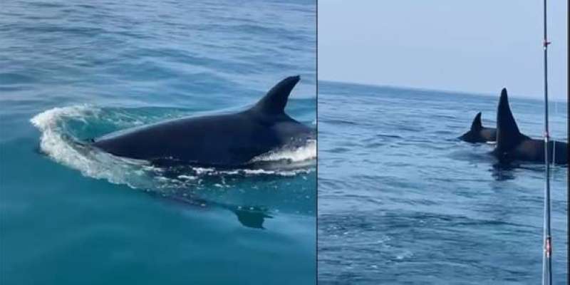 الحيتان كما بدت في أحد المقاطع