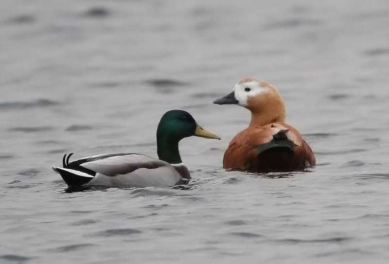 بط الخضاري والشهرمان الاحمر	