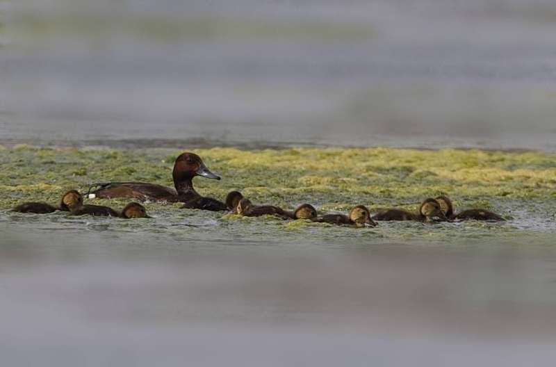 البط الكستنائي مع الفراخ	