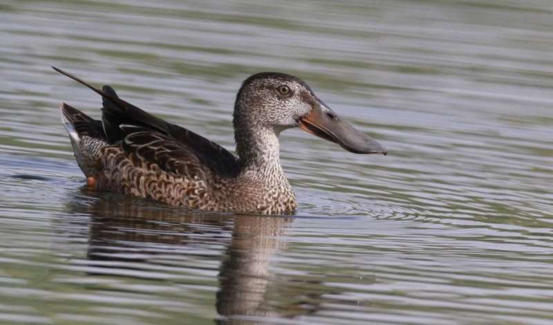 بط ابو مجرفه	