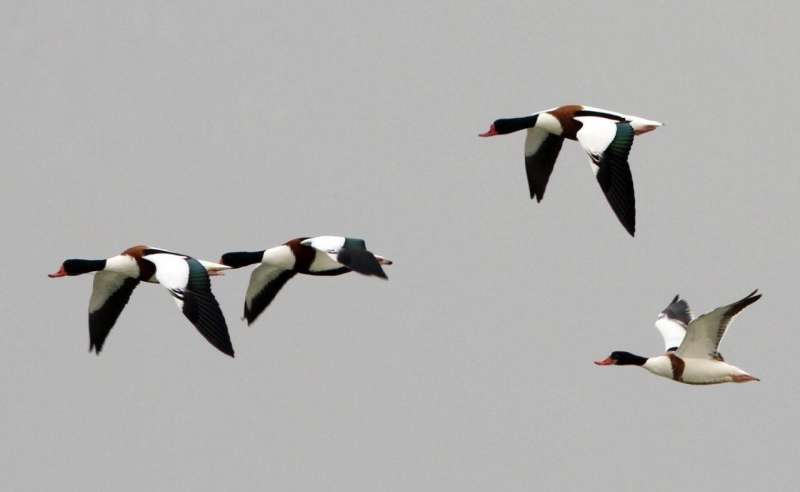 بط الشهرمان	