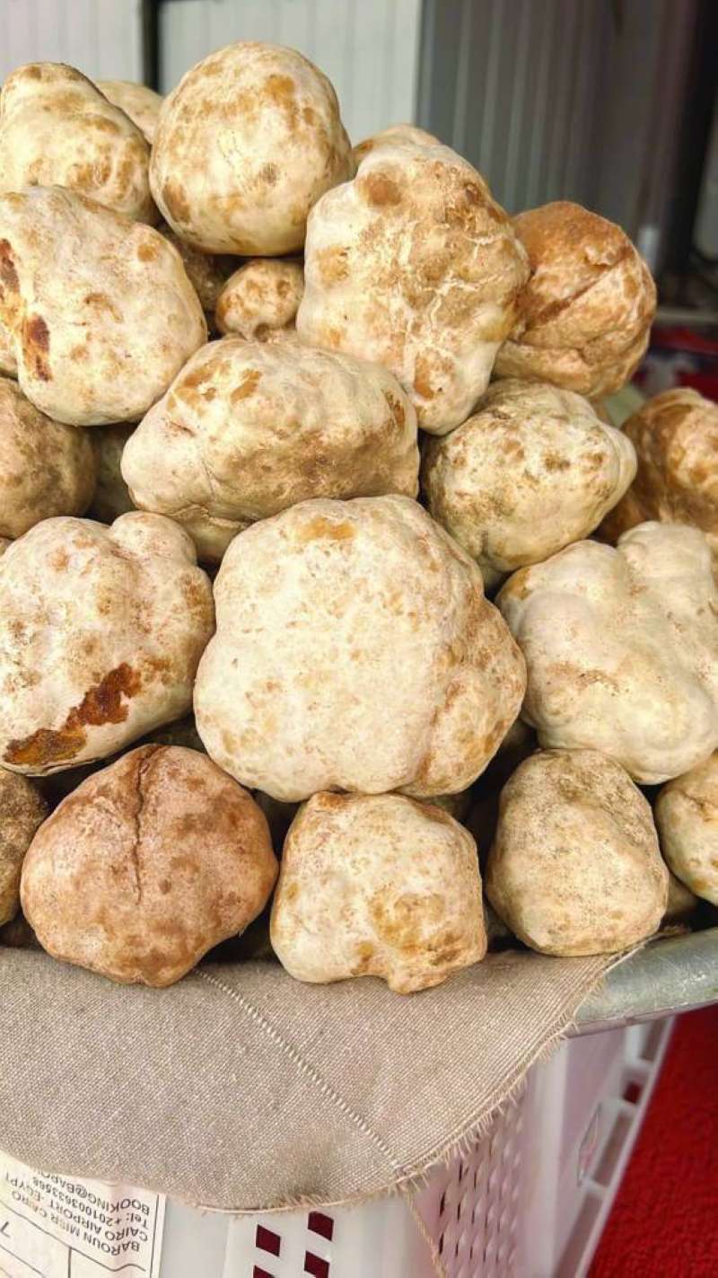 
 رجاوي كويتي