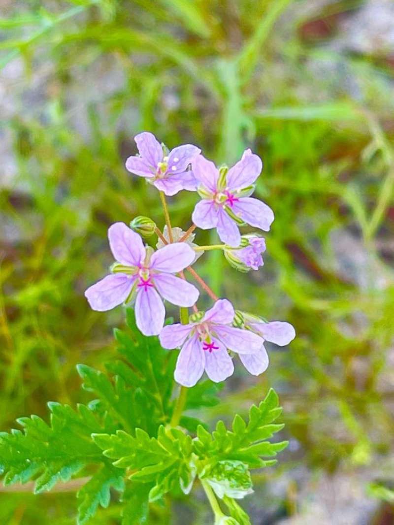 نوع من أنواع النوير باللون البنفسجي	