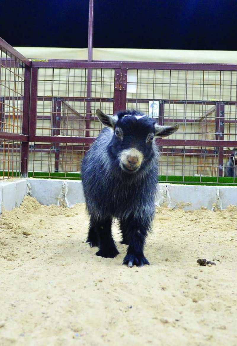 ماعز تستعرض جمالها