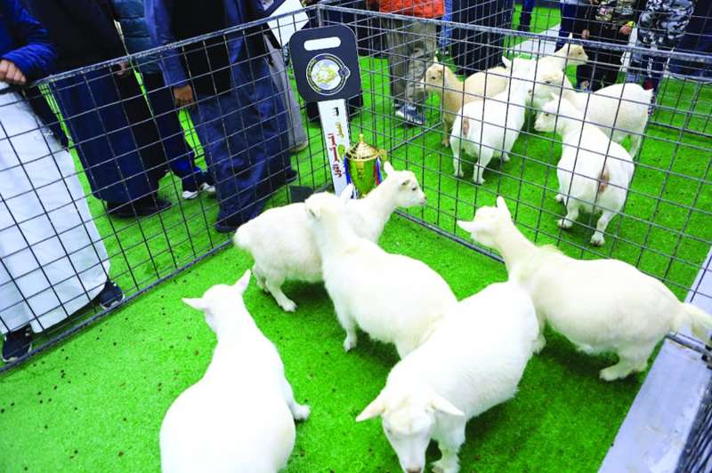 أجمل «ماعز قزم» بين رفيقاتها