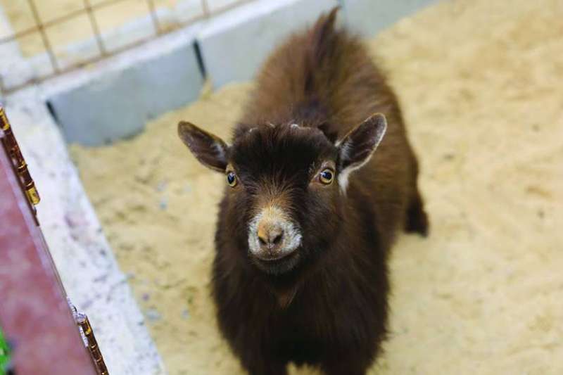 إحدى المشاركات في المسابقة 	(تصوير سعود سالم) 