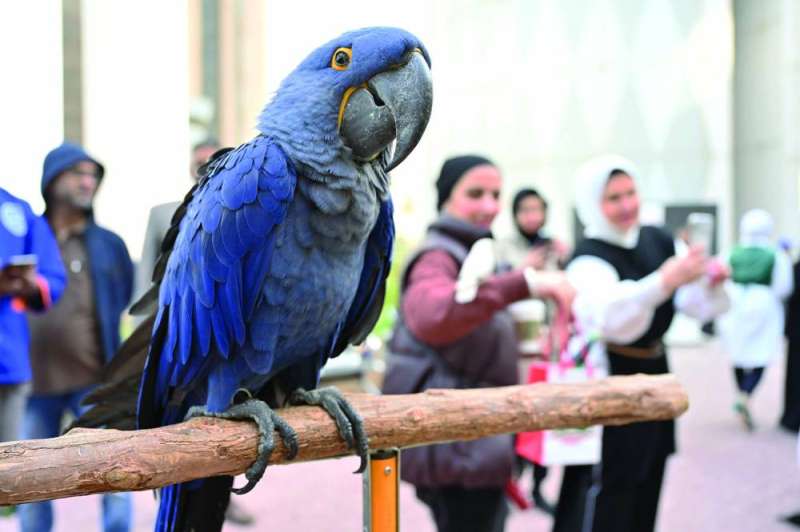 فريق الطيور مشاركاً في المعرض