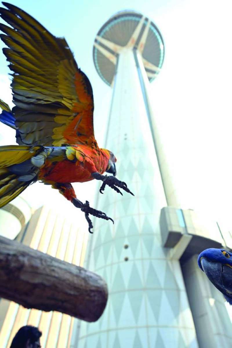 
أحد الطيور التابعة لفريق الطيور في المعرض	 (تصوير أسعد عبدالله)